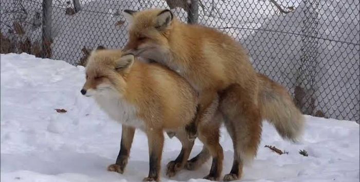 しむ しむしむ Vando Best Friends Chat Best Friends